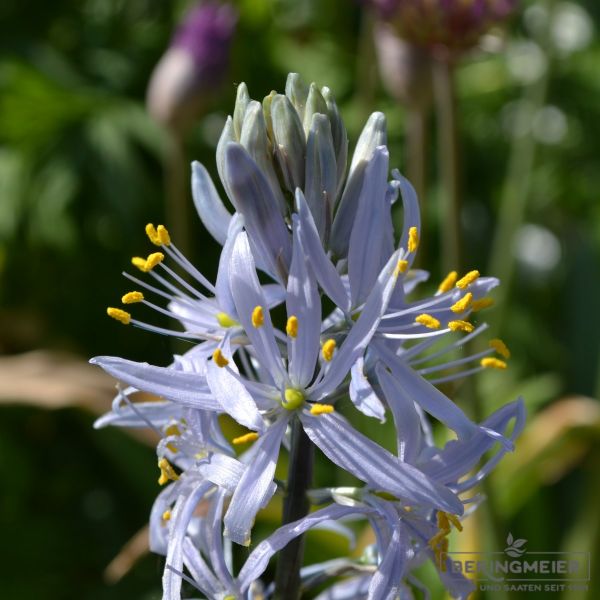 Camassia Präriekerze cusickii 1