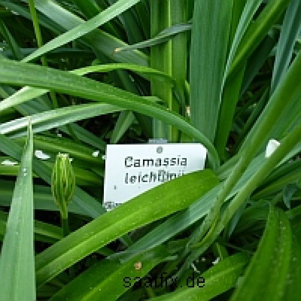 Camassia Präriekerze leichtlinii Alba 2
