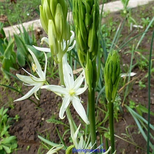 Camassia Präriekerze leichtlinii Alba 1