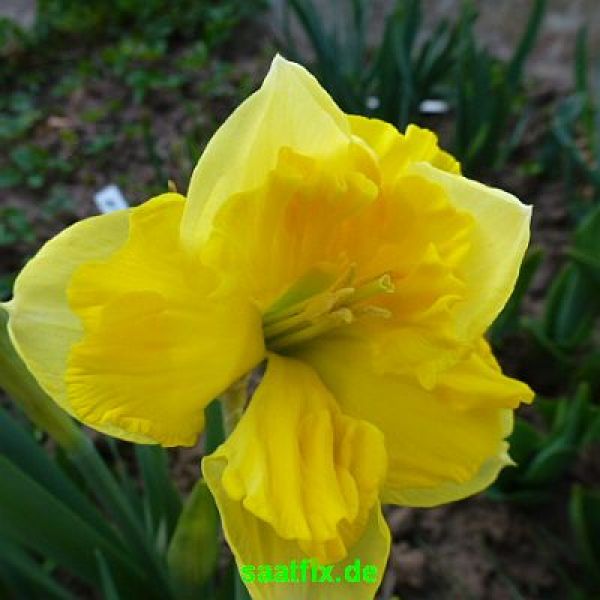 Split-Corona Narzissen Chanterelle 1