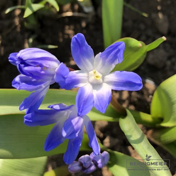 Chionodoxa forbesii  Blue Giant 1