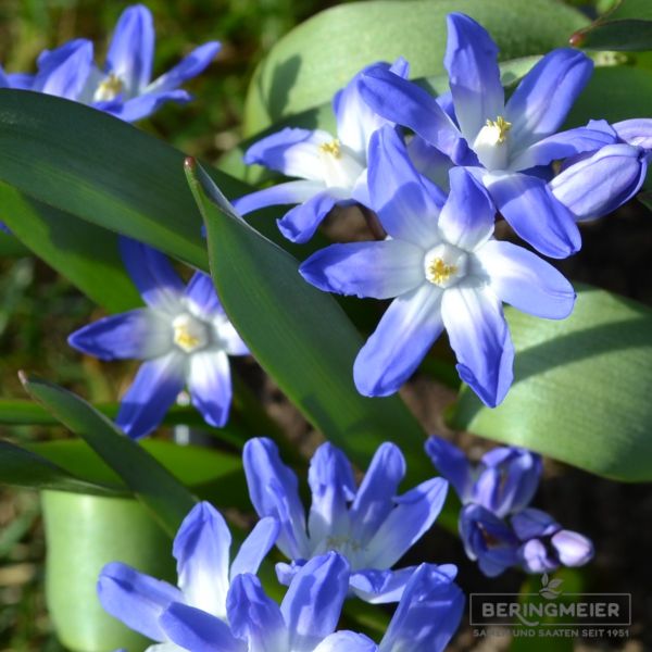 Chionodoxa forbesii  Blue Giant 2