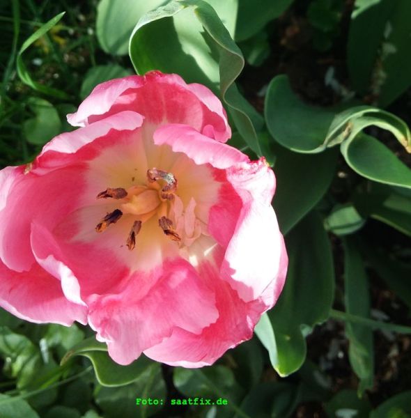Einfache frühe Tulpe Christmas Dream 2