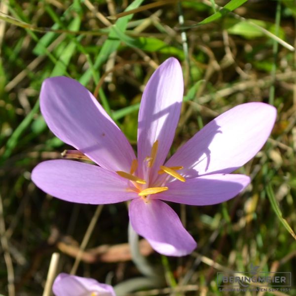 Colchicum autumnale var minor 1