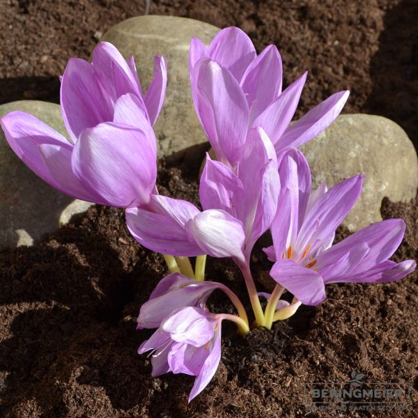 Colchicum Giant 1