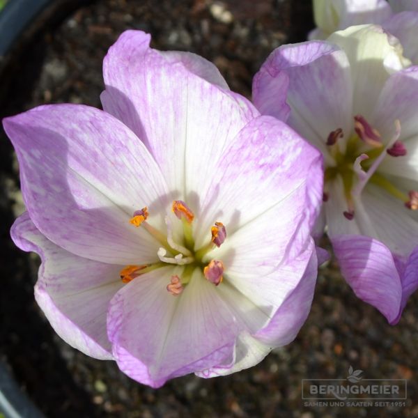 Colchicum Lilac Wonder 2