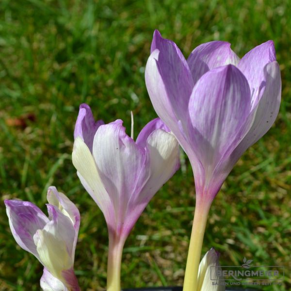 Colchicum Lilac Wonder 1