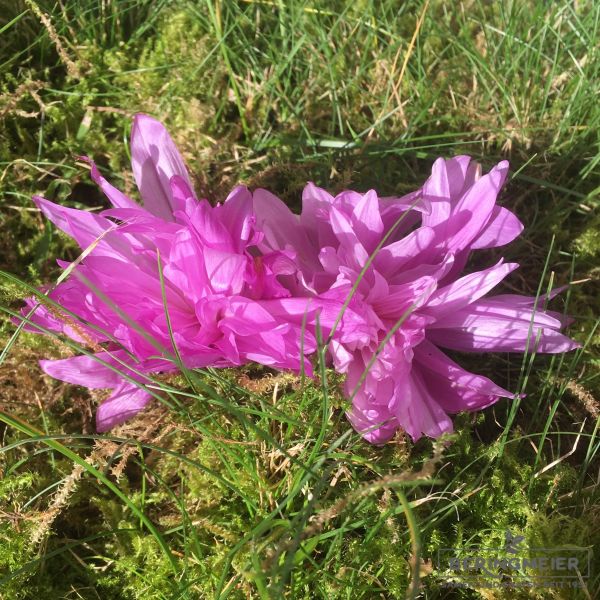 Colchicum Waterlily Herbstzeitlose