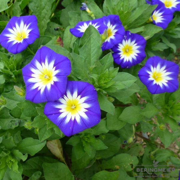 Convolvulus tricolor Mischung - Trichterwinde