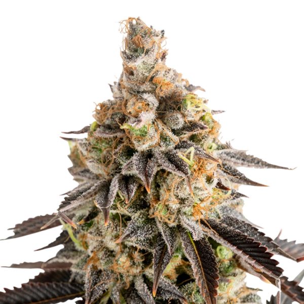 Cookies Gelato Auto Hanf Samen