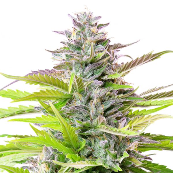 Cookies Gelato feminisierte Hanf Samen