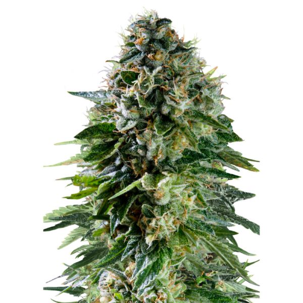 Corkscrew Auto Cannabis Samen