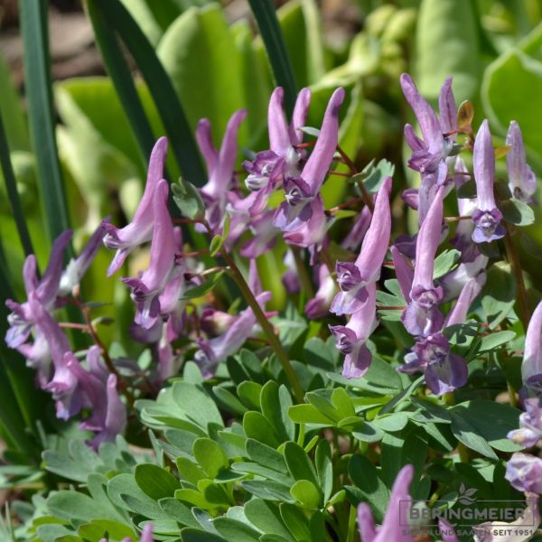 Corydalis bulbosa (cava) Lerchensporn