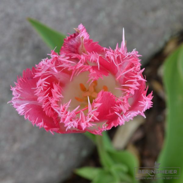 Crispa Tulpen Fancy Frills