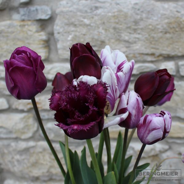 Crispa Tulpen Gorilla