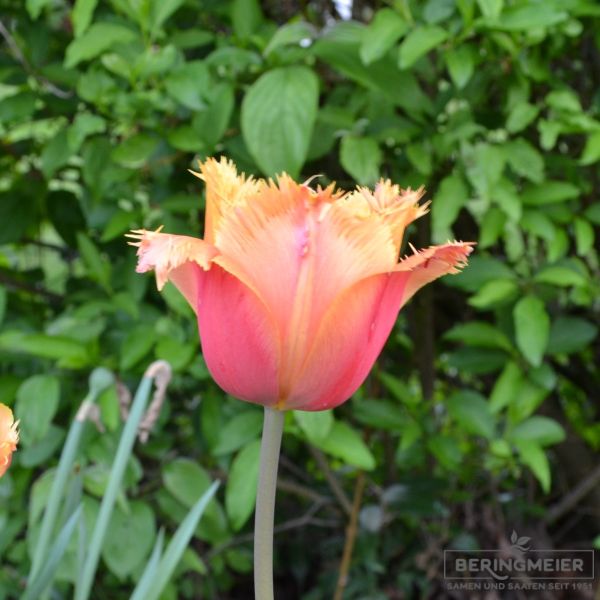 Crispa Tulpen Lambada 1