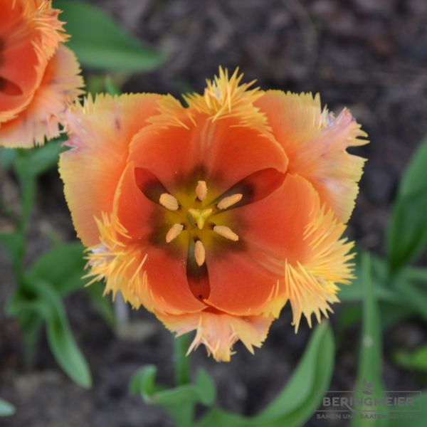 Crispa Tulpen Lambada 2