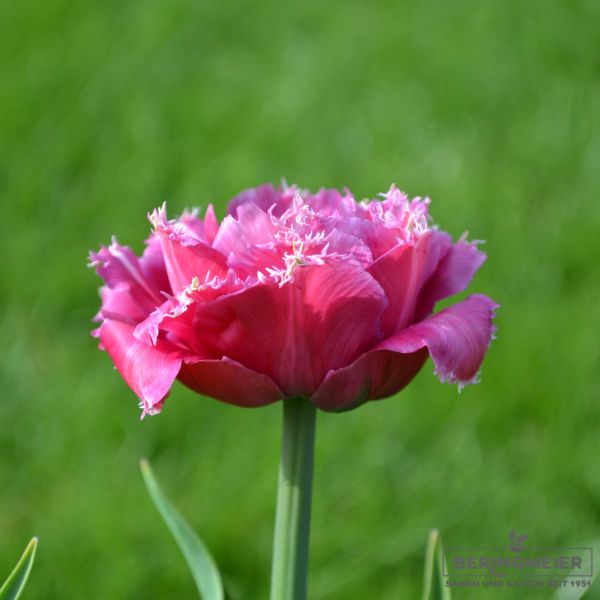 Crispa Tulpen Mascotte 1