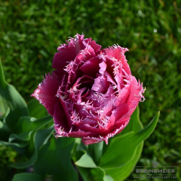 Crispa Tulpen Mascotte 3