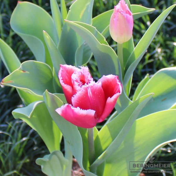 Crispa Tulpe Siesta 3