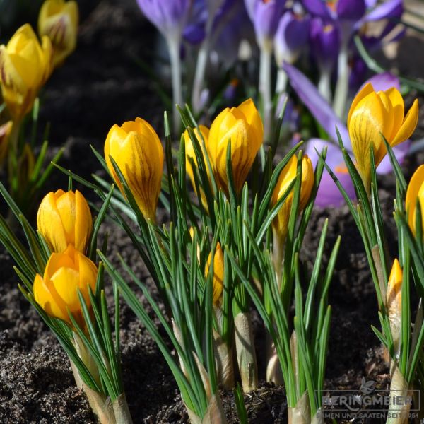 Crocus Botanische chrysanthus Dorothy 1