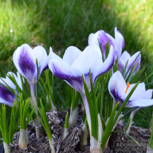 Crocus Botanische chrysanthus Ladykiller