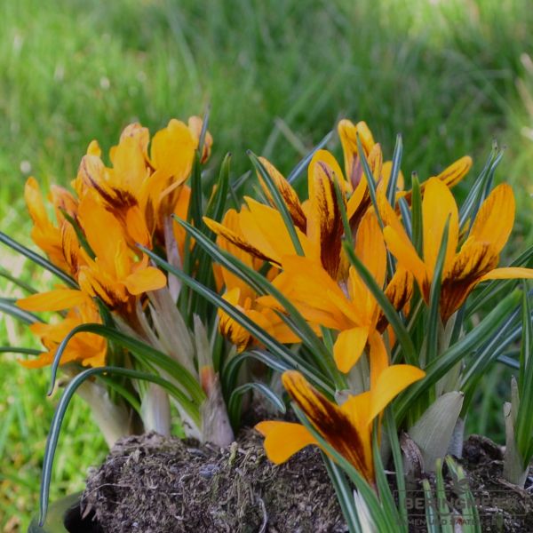 Crocus Botanische olivieri Orange Monarch 1
