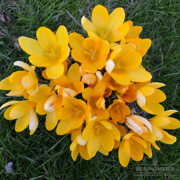 Grossblumige gelbe Gartenkrokusse 3