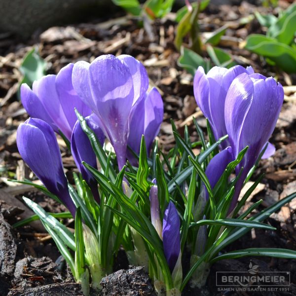 Crocus Grossblumige Queen of Blues