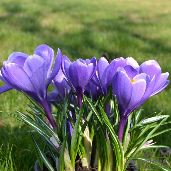 Crocus Grossblumige Queen of Blues