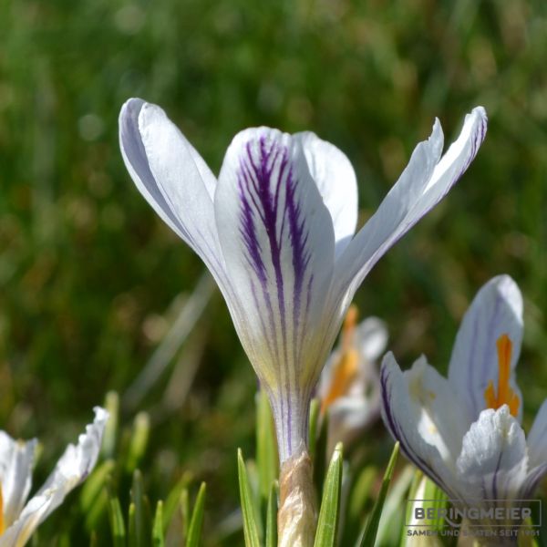 Crocus Botanische versicolor Picturatus1