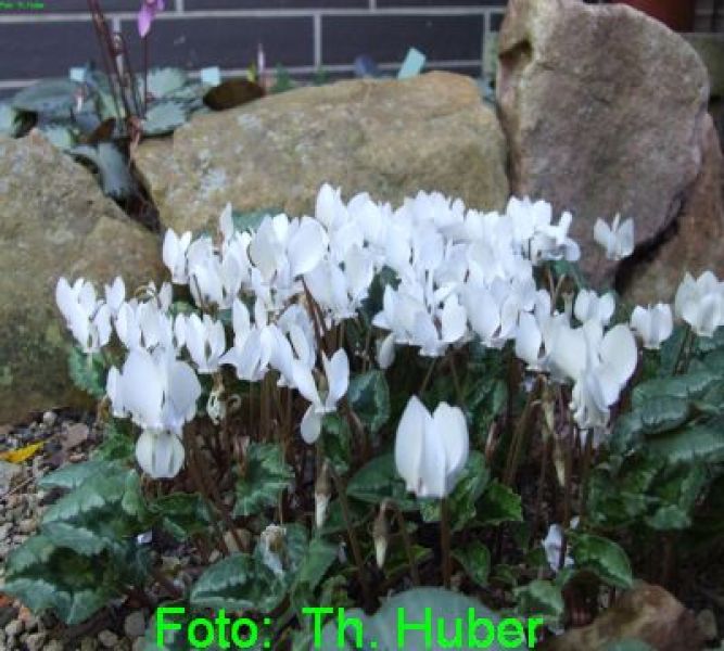 cyclamen hederifolium album herbstbueühend