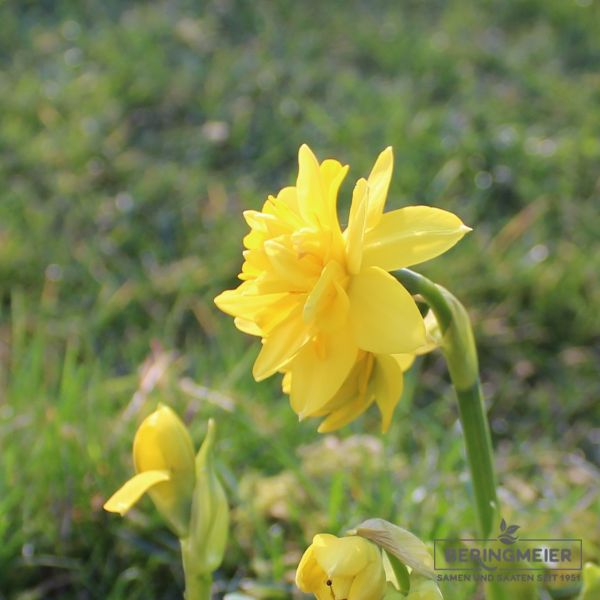 Cyclamineus Tete Boucle 1