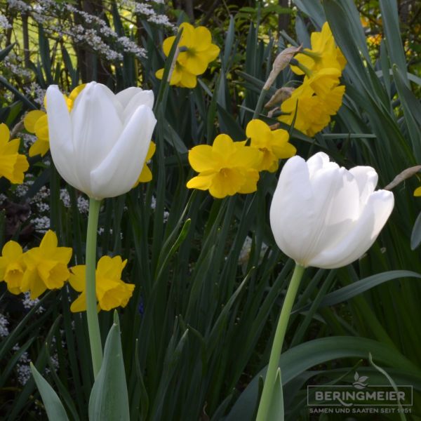 Darwin-Hybrid-Tulpen Hakuun 4
