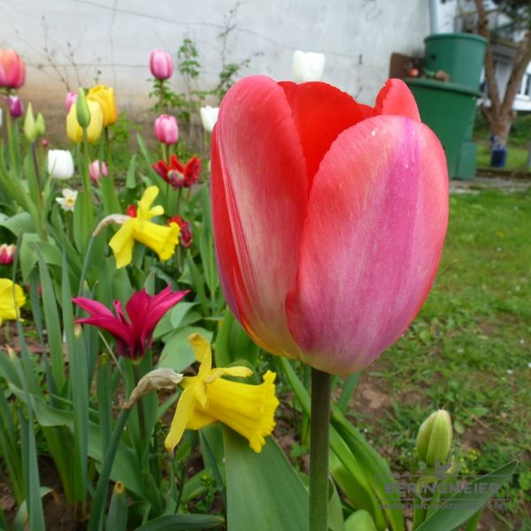 Darwin-Hybrid-Tulpen Big Chief 2
