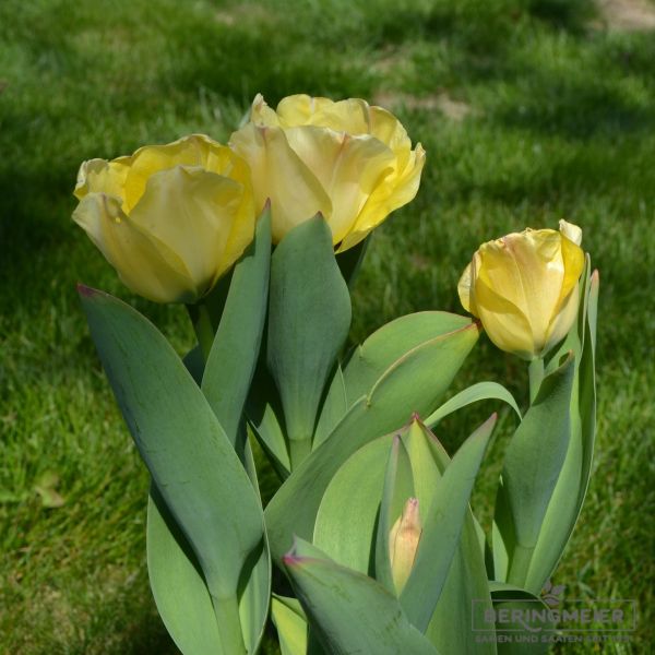 Darwin-Hybird-Tulpen Daydream