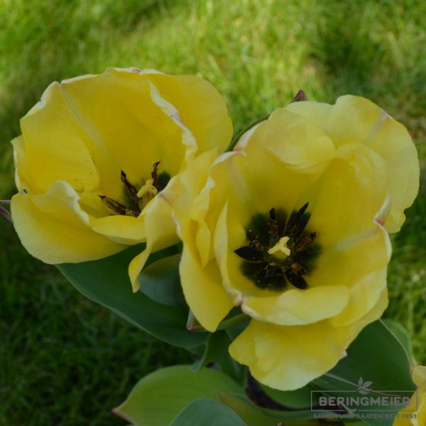 Darwin-Hybird-Tulpen Daydream