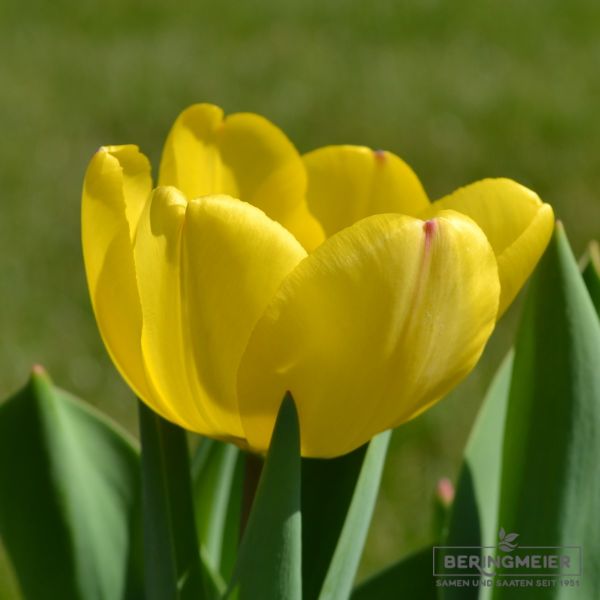 Darwin-Hybrid-Tulpen Golden Apeldoorn 1