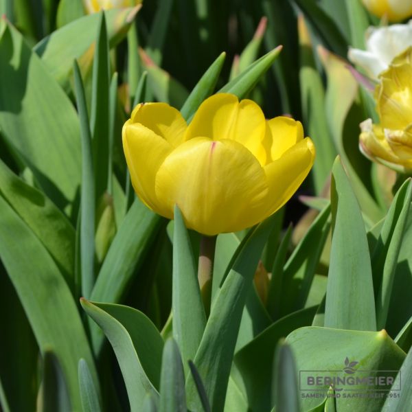 Darwin-Hybrid-Tulpen Golden Apeldoorn 2