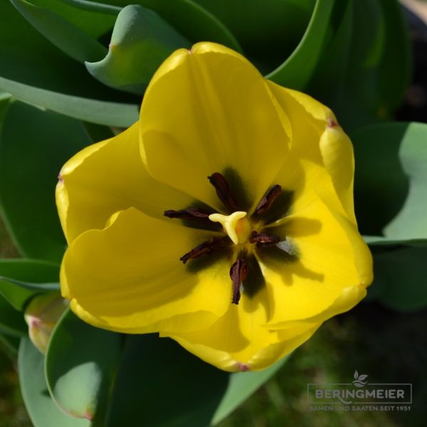 Darwin-Hybrid-Tulpen Golden Apeldoorn 3