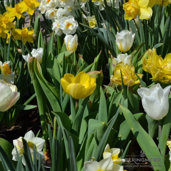 Darwin-Hybrid-Tulpen Golden Apeldoorn 4