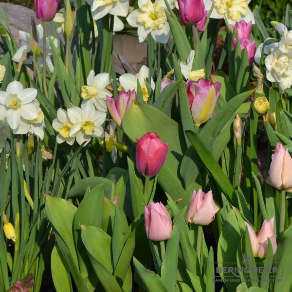 Darwin-Hybrid-Tulpen van Eijk 5