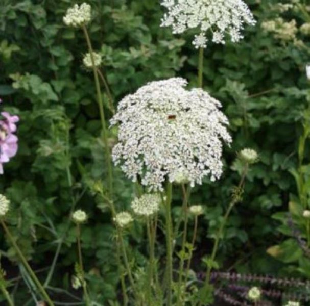 Daucus carota - Die wilde Möhre