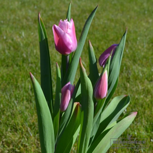 Einfache frühe Tulpe Aafke 2