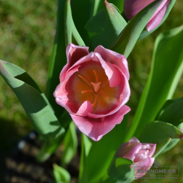Einfache frühe Tulpe Aafke 3