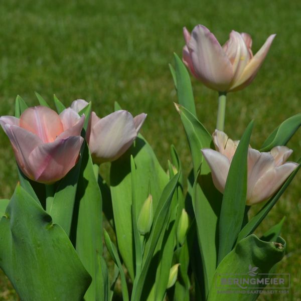 Einfache frühe Tulpe Apricot Beauty 2