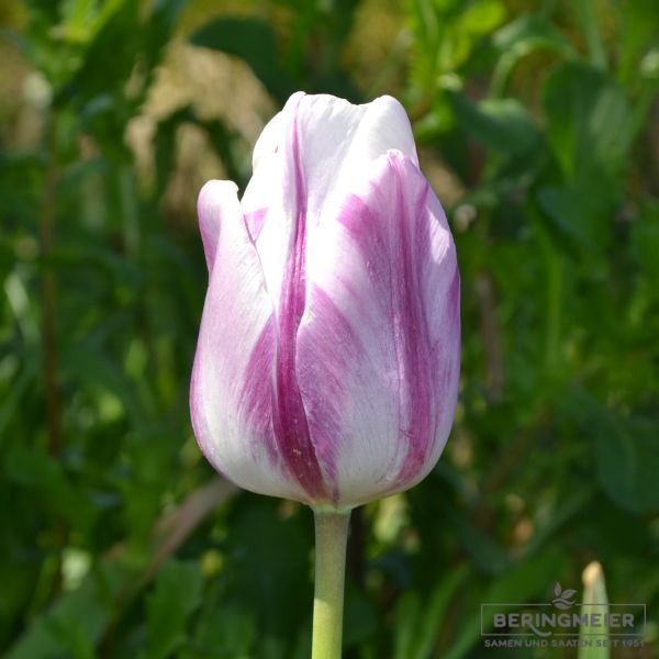 Einfache Frühe Tulpen Flaming Prince