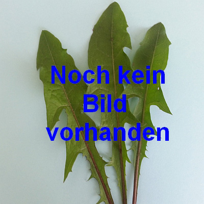 Einfache frühe  Tulpen Prachtmischung 2