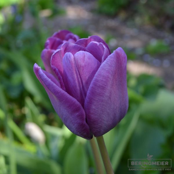 Einfache Späte Tulpen  Bleu Aimable