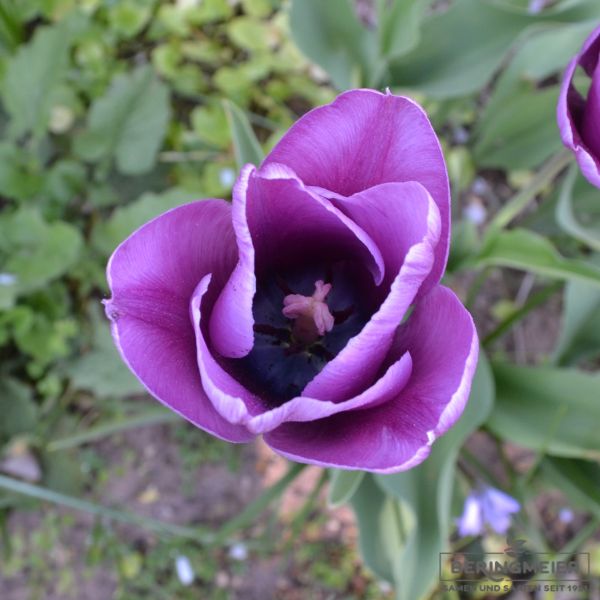 Einfache Späte Tulpen  Bleu Aimable